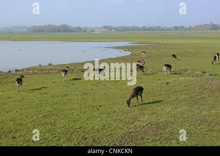 Le daim Dama dama forme foncée ne l'alimentation du troupeau l'habitat watermeadow Pulborough Brooks RSPB Réserver West Sussex England mars Banque D'Images