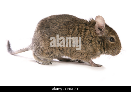 Dégus Octodon Degu (adultes), Comité permanent Banque D'Images