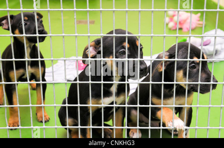 Chiots abandonnés à la recherche d'un nouveau propriétaire, Coven, Wolverhampton UK Banque D'Images