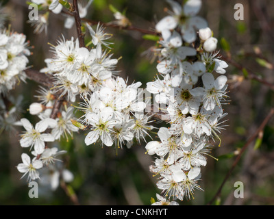 (Prunus spinosa prunellier ou prunelle) blossom Banque D'Images