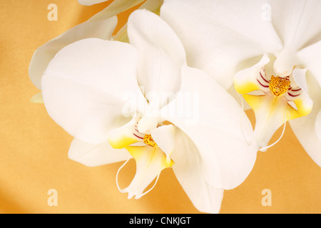 Orchidée Phalaenopsis aphrodite (lune) sur un tissu jaune arrière-plan. Banque D'Images