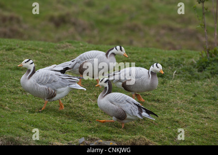 Bar-dirigé oies (Anser indicus). La marche à pied. Banque D'Images