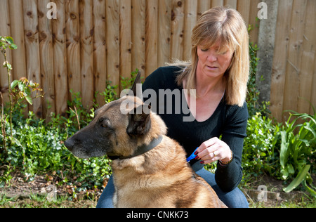 Woman aux puces mensuel prévention le traitement à son chien Banque D'Images