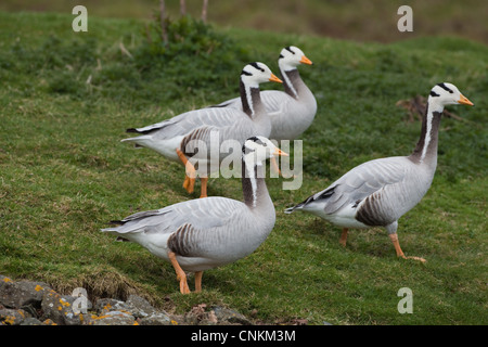 Bar-dirigé oies (Anser indicus). Section d'un troupeau. Notez que les différentes profondeurs, ou l'intensité, de couleur dans les oiseaux pieds. Banque D'Images