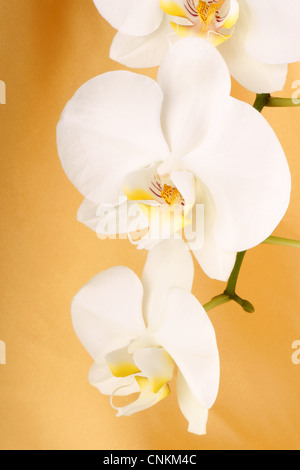 Orchidée Phalaenopsis aphrodite (lune) sur un tissu jaune arrière-plan. Banque D'Images