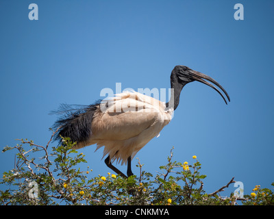 Ibis sacré Threskiornis aethiopicus debout sur Acacia Afrique du Sud Banque D'Images