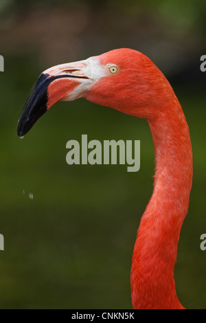 Cuisine américaine, ou des Caraïbes ou cubaine ou Rosy ou Flamant rose (Phoenicopterus ruber ruber). Portrait. Banque D'Images