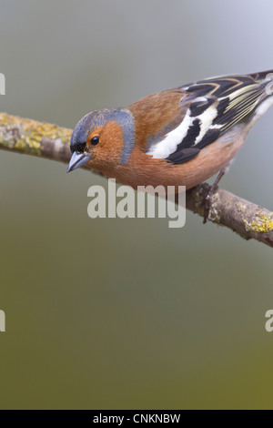 Chaffinch Fringilla coelebs (Fringillidae) Mâle Banque D'Images