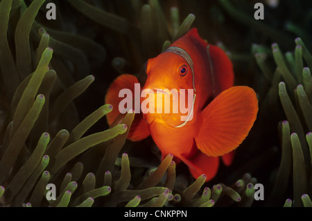 Spine-joue poisson clown, Premnas biaculatus dans une bulle-tip anemone, Entacmaea quadricolor, à Îles Salomon. Banque D'Images