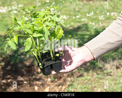 La plantation de jeunes plants de tomates à partir de bouchons en plastique Banque D'Images