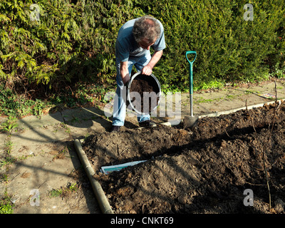 La plantation de pommes de terre de l'homme l'ajout de compost bien décomposé à la tranchée bordée de Surrey England Journal Banque D'Images