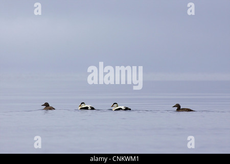 Homme et femme eiders à duvet, Somateria mollissima, Spitzberg, Svalbard, Norvège, Europe Banque D'Images