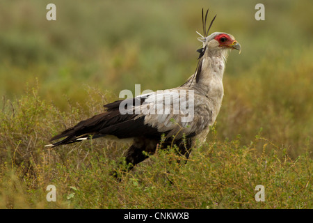 Quelques oiseaux Secrétaire Banque D'Images