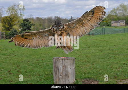 Majestueux aigle chouette dans les champs anglais Banque D'Images