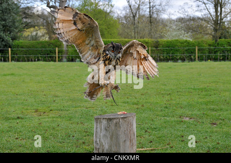 Majestueux aigle chouette dans les champs anglais Banque D'Images