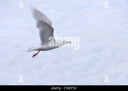 Le goéland adultes, Larus hyperboreus, en plumage nuptial en vol, le nord du Spitzberg, Svalbard, Norvège, Europe Banque D'Images