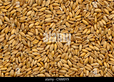 L'épeautre, Dinkel Triticum aestivum subsp. spelta Banque D'Images