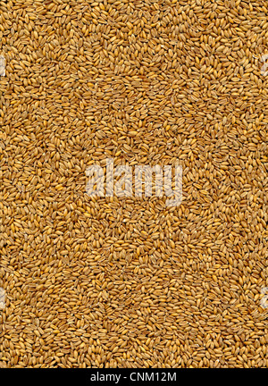 Sur l'épeautre Bio lettrage, Dinkel Triticum aestivum subsp. spelta Banque D'Images