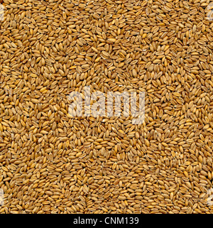 Sur l'épeautre Bio lettrage, Dinkel Triticum aestivum subsp. spelta Banque D'Images