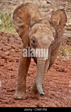 Bébé orphelin, de l'Eléphant d'Afrique Loxodonta africana, l'éléphant Sheldrick, Nairobi, Kenya, Afrique Banque D'Images