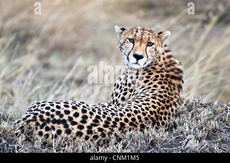 Le guépard couché, Acinonyx jubatus, Masai Mara National Reserve, Kenya, Africa Banque D'Images