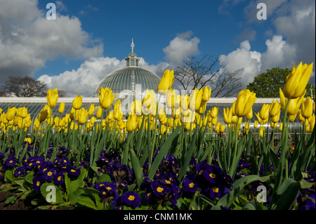 Les jardins botaniques à Glasgow Banque D'Images