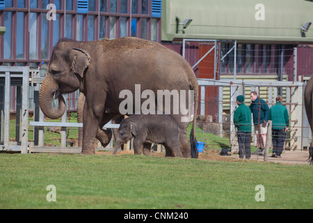 L'éléphant asiatique ou Indien et vache veau (Elephas maximus). Avec le maintien du personnel, le zoo de Whipsnade, La Société zoologique de Londres. UK. Banque D'Images