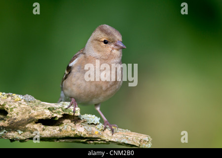 Fringilla coelebs Chaffinch ; ; femmes ; UK Banque D'Images