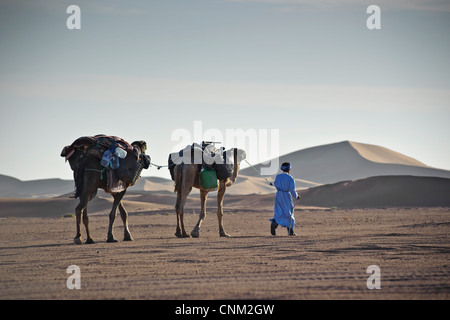 Berbère nomade avec deux dromadaires dans les dunes de l'Erg Chigaga, désert du Sahara, Maroc Banque D'Images