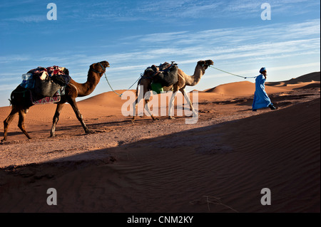 Berbère nomade avec deux dromadaires dans les dunes de l'Erg Chigaga, désert du Sahara, Maroc Banque D'Images