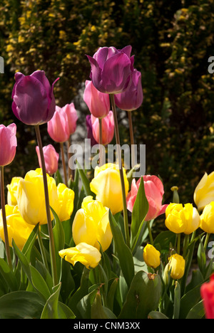 Tulipes colorées dans un jardin bordure sur une journée ensoleillée Banque D'Images