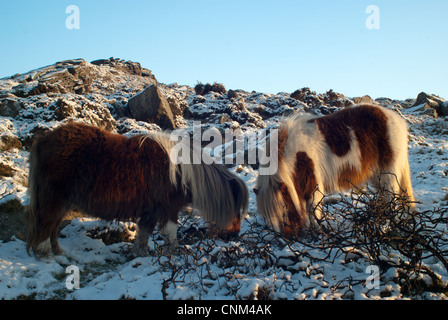 Deux poneys Dartmoor en hiver sur Belstone Banque D'Images