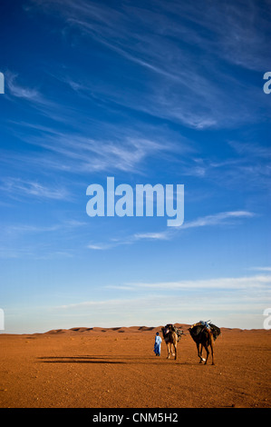 Nomad voyager avec deux chameaux dans un paysage désertique, Erg Chigaga, désert du Sahara, Maroc Banque D'Images