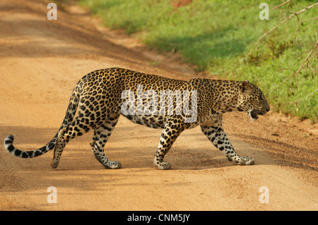 Un léopard dans wild, parc national de Yala, au Sri Lanka Banque D'Images