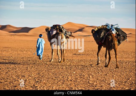 Nomar berber avec des chameaux dans le désert du Sahara, Erg Chigaga, Maroc Banque D'Images