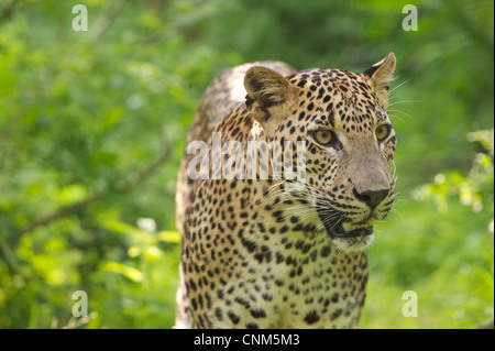 Un léopard dans wild, parc national de Yala, au Sri Lanka Banque D'Images