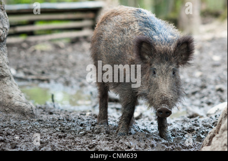 Le sanglier (lat. Sus scrofa) debout dans la boue Banque D'Images