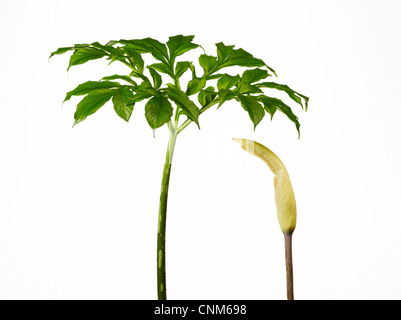 Konjac