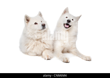 Deux chiens Samoyède devant un fond blanc Banque D'Images