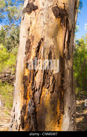 La gomme de couleur l'écorce des arbres près de Scarfes à Mambray Creek Hut dans Mont Remarkable National Park dans le sud des Flinders en Australie du Sud Banque D'Images