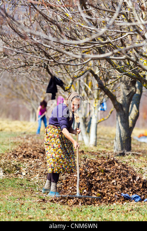 Hauts femme rurale et sa fille avec des râteaux, le nettoyage de printemps dans un verger de noyers Banque D'Images