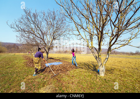 Hauts femme rurale et sa fille avec des râteaux, le nettoyage de printemps dans un verger de noyers Banque D'Images