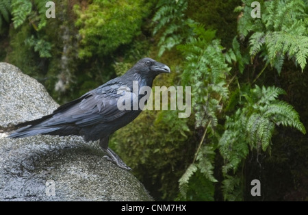 Grand Corbeau (Corvus corax) un résident de la côte de l'Alaska, Anan Creek ; sud-est de l'Alaska. Banque D'Images