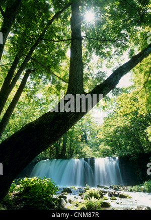 Cascade de Otaki Choshi Oirase Stream, Towada, Aomori, Japon Banque D'Images