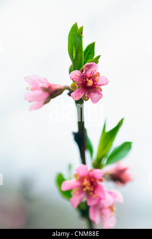 Libre d'une pêche arbre branche avec des fleurs roses sur le printemps Banque D'Images