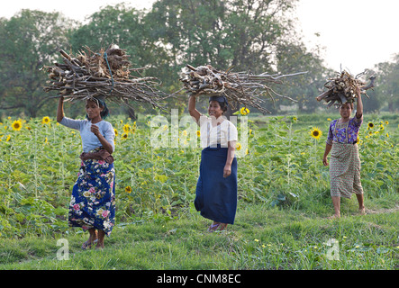 Les birmanes transporter le bois sur la tête, près de Mandalay, Birmanie. Myanmar Banque D'Images