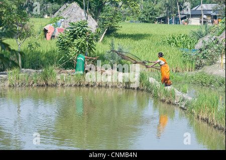 Filet de pêche casting femme village parmi les champs de riz, Bali Hat Khola, village de l'île de Bali, Sunderbans, Bengale occidental, Inde, Asie Banque D'Images