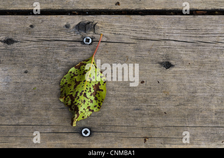 Pose de la feuille sur la planche en bois à côté de deux vis. Banque D'Images