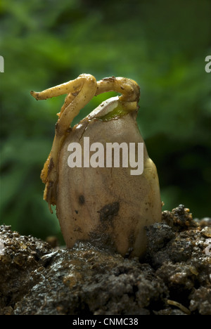 Chempedak (Artocarpus integrifolia) germination avec tirer, Trivandrum, Kerala, Inde Banque D'Images