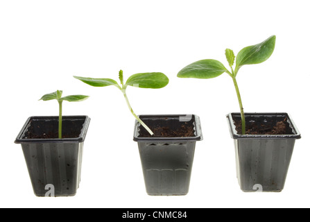 Trois courgettes semis dans des pots en plastique dans l'ordre croissant de gauche à droite hauteur isolés contre white Banque D'Images